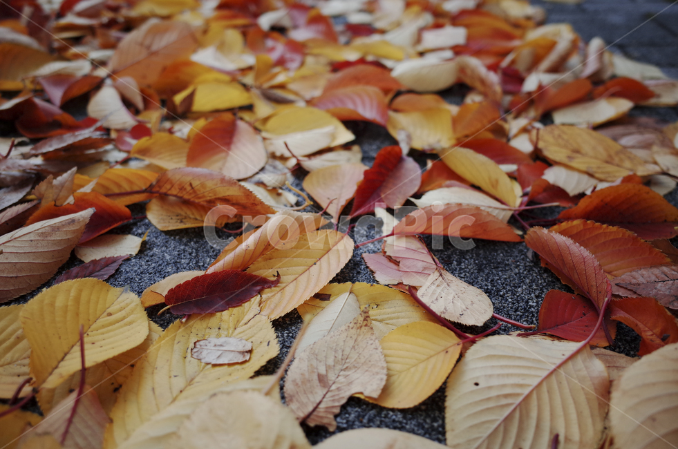leaf,잎,plant,식물,낙엽,가을,fall,ground,바닥,walkway,인도,보도,red,yellow,가을,계절,fall,autumn,season,식물,자연,plants,nature