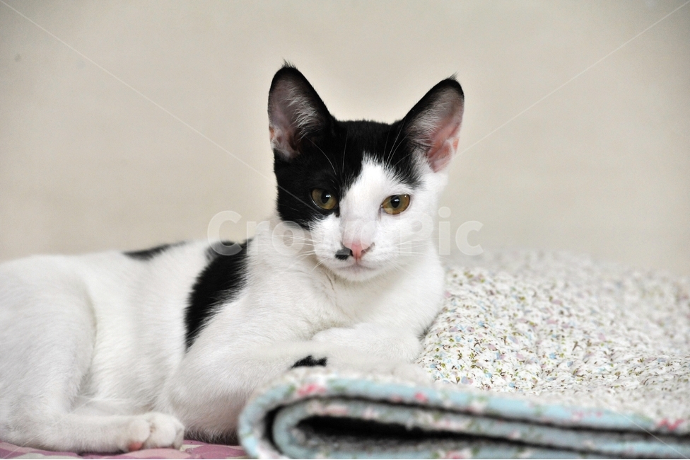 고양이,침대,얼굴,애묘,한가한,동물,animal,포유류,mammal,고양이,cat,kitten,kitty