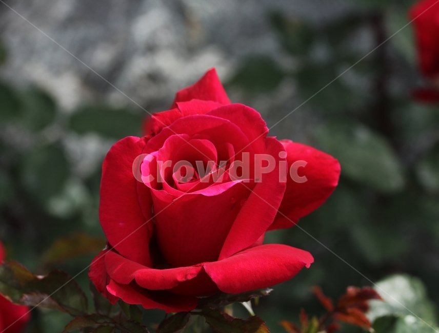 장미,봄꽃,식물,빨간장미,꽃,식물,자연,plants,nature,꽃,flower