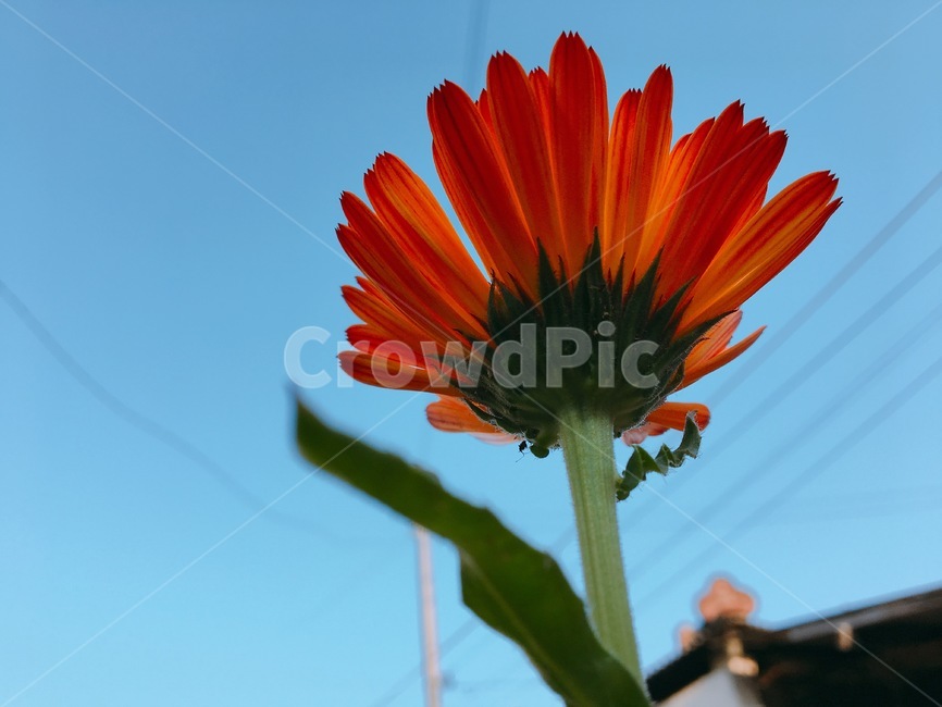꽃아래,꽃,꽃잎,주황색꽃,주황색