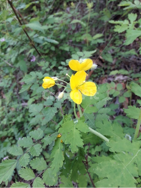 꽃,봄꽃,식물,flower,봄,spring