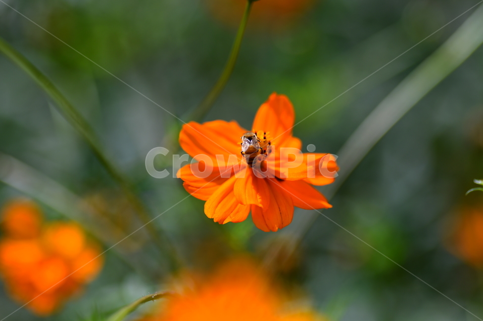 가을,코스모스,꽃,야생화,자연,공원,가을,계절,fall,autumn,season,식물,자연,plants,nature,꽃,flower,동물,animal,곤충,벌레,insect,bug,plant,blossom,daisy,데이지,daisies,petal,꽃잎