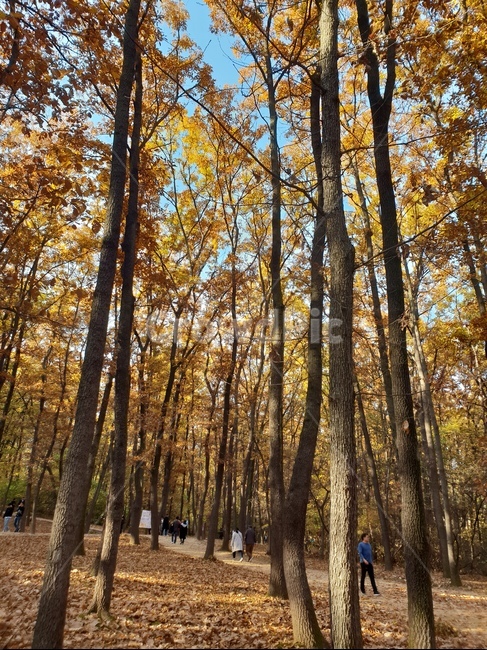 가을풍경,단풍,단풍놀이,가을감성,소나무,융릉,건릉,산책로,숲,나무,낙엽,가을,계절,fall,autumn,season,자연,풍경,nature,landscape,식물,plants,나무,trees,wood,tree,plant,tree trunk,나무 줄기