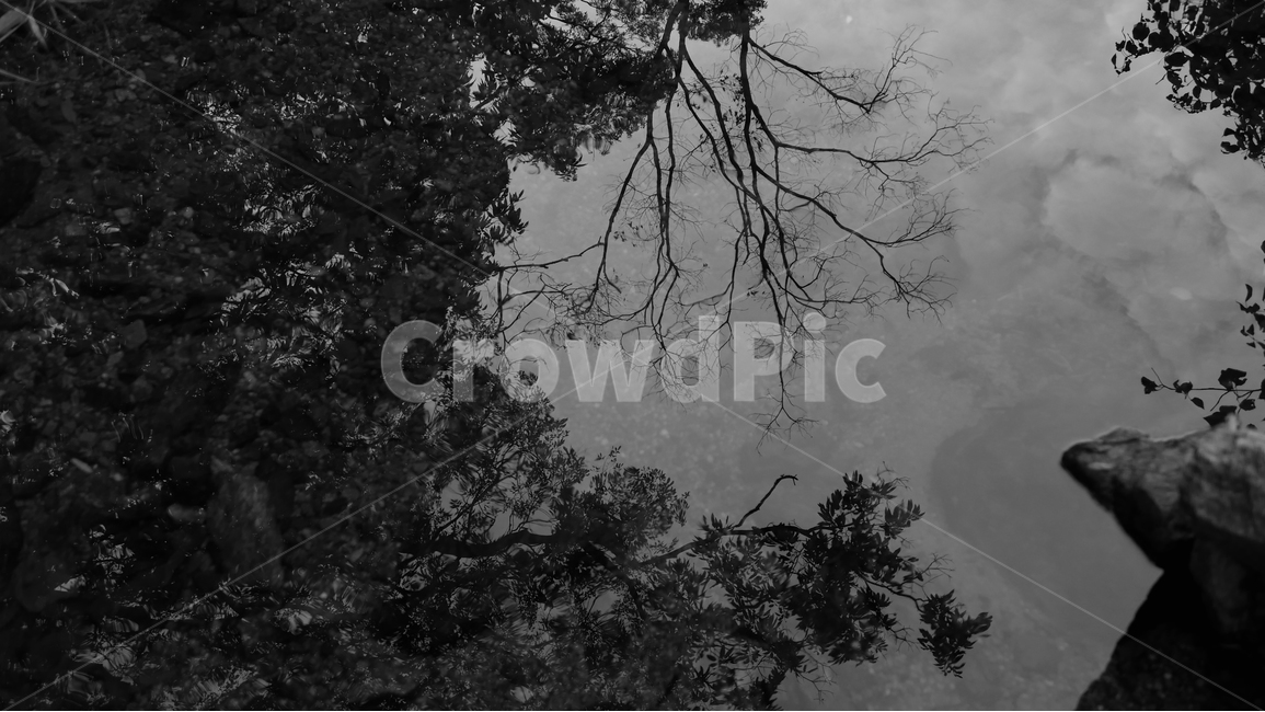 계곡,물,나무,자연,투영,자연,풍경,nature,landscape,흑백,모노톤,monochrome,black and white