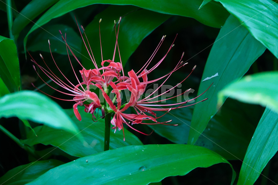 식물,꽃,자연,꽃무릇,야생화,식물,자연,plants,nature,꽃,flower