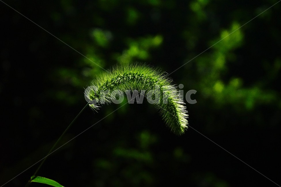 강아지풀,야간,밤,foxtale,bristlegrass,자연,풀,grass,plant,nature,식물,자연,plants,nature