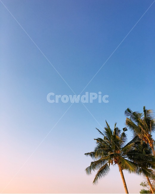 자연,풍경,배경,하늘,야자수,자연스러움,나무,자연,풍경,nature,landscape,summer,여름