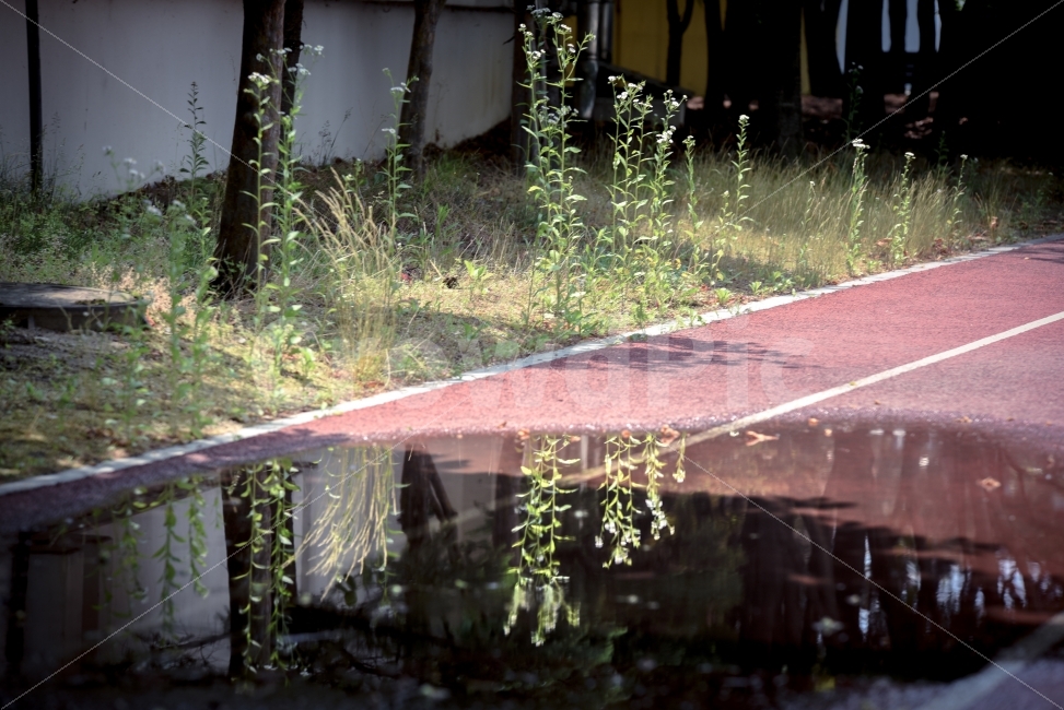 반영,꽃,나무,풍경,거울,자연,풍경,nature,landscape