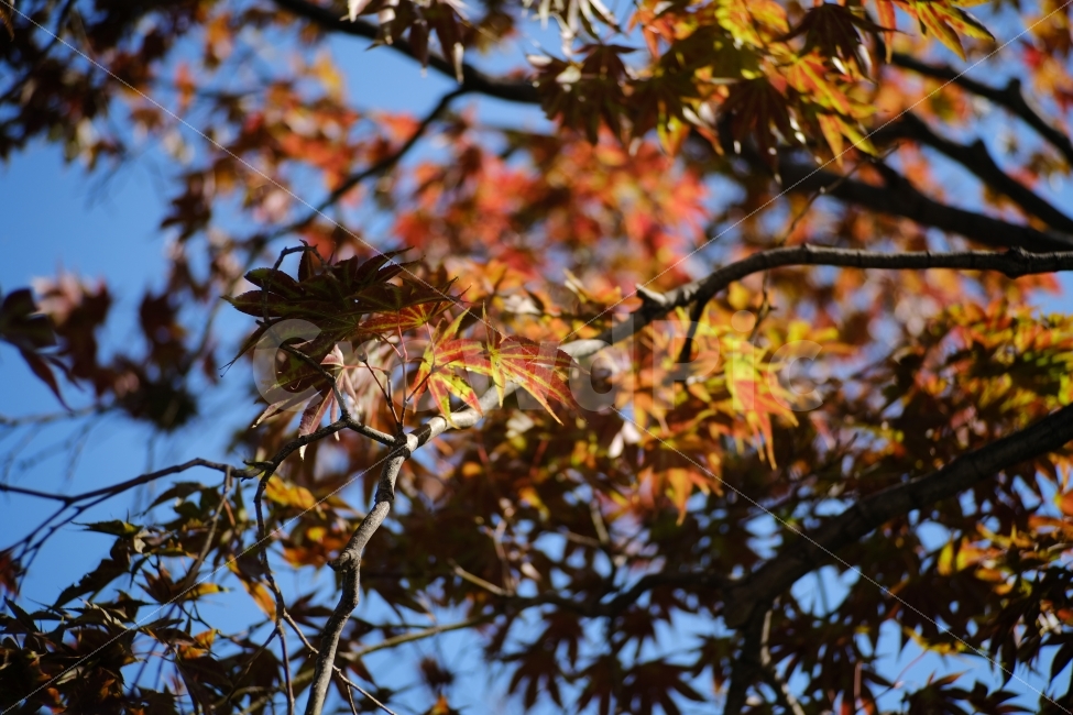 Maple tree,autumn scenery,sight,autumn,Maple