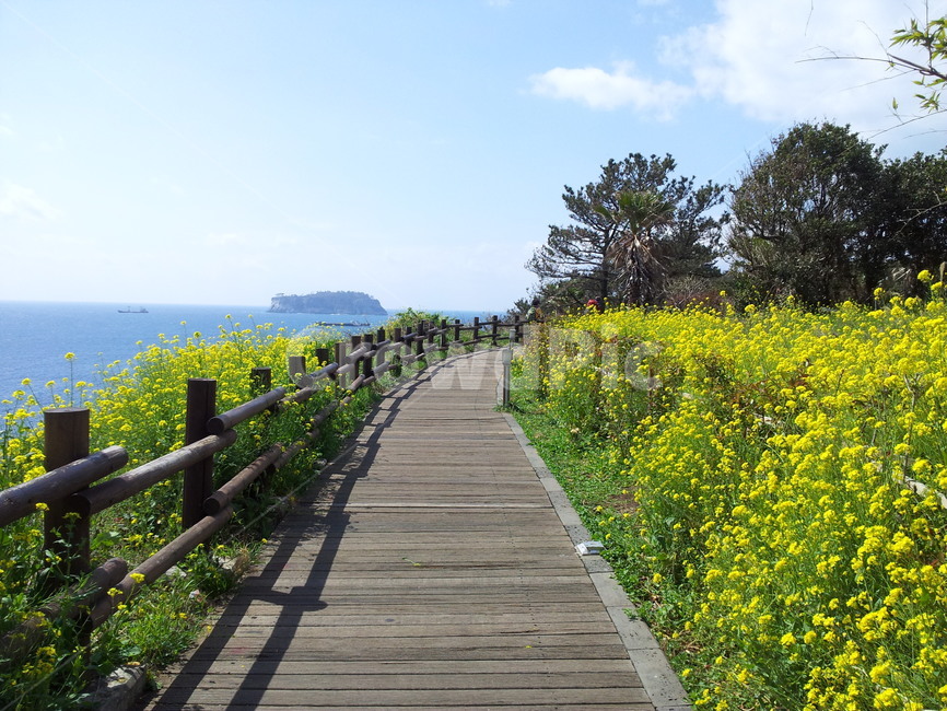 제주,제주도,봄,꽃,유채꽃,올레길,해안,자연,바다,산책로,nature