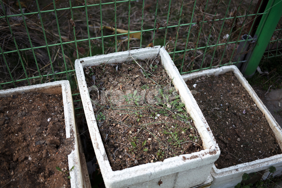 봄나물,쑥,식재료,생명,은혜,식물,자연,plants,nature