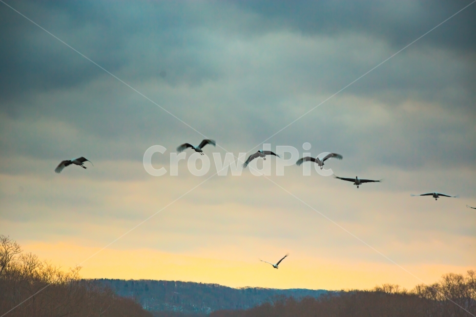 두루미,단정학,아침,조류,새,자연,풍경,동물,animal,조류,새,birds