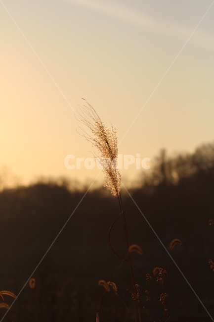 감성사진,노을,억세풀,겨울,이포보,감성,저녁노을,할레그레이션,가을,계절,fall,autumn,season,식물,자연,plants,nature,감성,sensible,feeling,grass,잔디,plant,lawn,reed,갈대