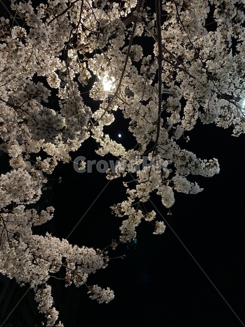 벚꽃,꽃,밤,night,flower,cherryblossom,blossom,plant,식물