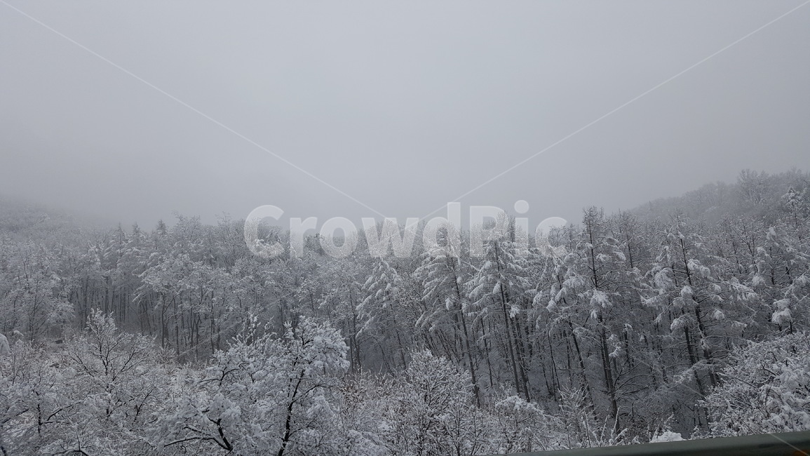 겨울,설경,눈,나무,쓸쓸함,자연,snow,tree,natual,겨울,계절,winter,season,자연,풍경,nature,landscape,outdoors,옥외