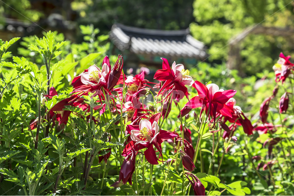 경주,풍경,꽃,기림사,봄