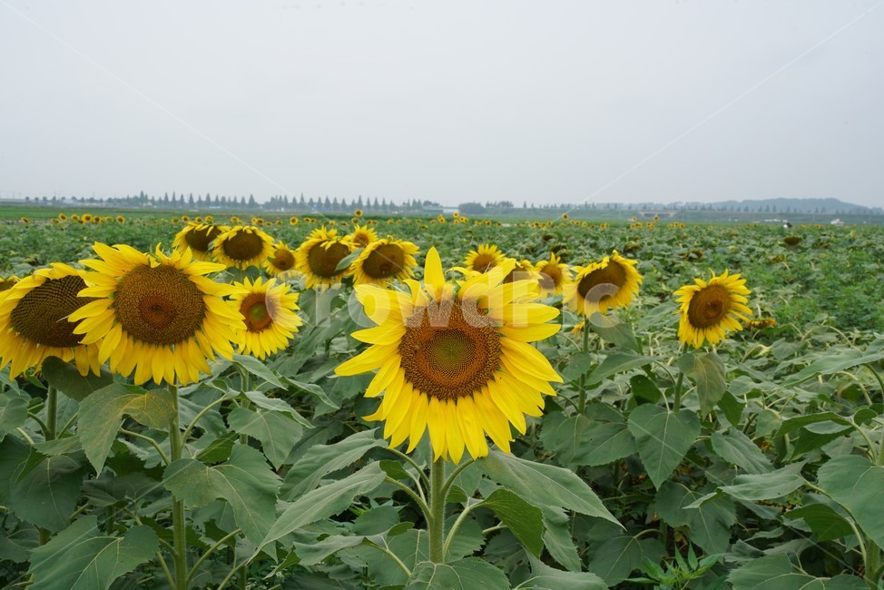 해바라기,국화과,식물,해바라기꽃,두상화,규화,항일화,sunflower,식물,자연,plants,nature,꽃,flower