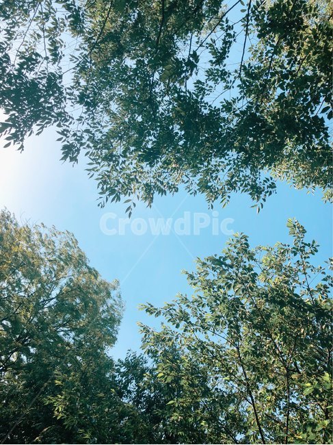 하늘,자연풍경,풍경,나무,녹음,자연,풍경,nature,landscape,tree,plant,식물