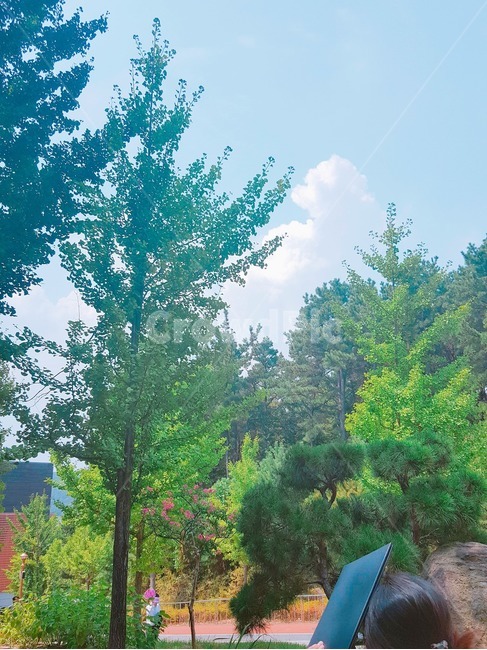 풍경,하늘,구름,배경,나무,cloud,sky,tree