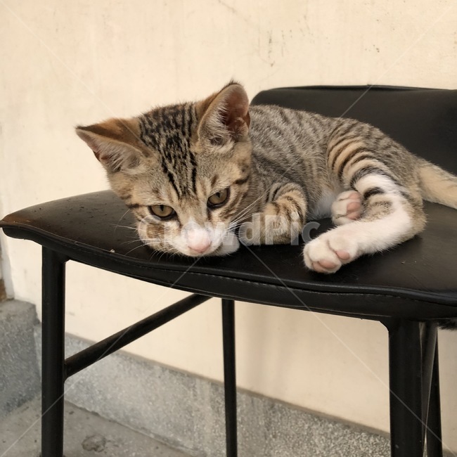 고양이,동물,새끼,야옹,cat,동물,animal,포유류,mammal,고양이,cat,kitten,kitty