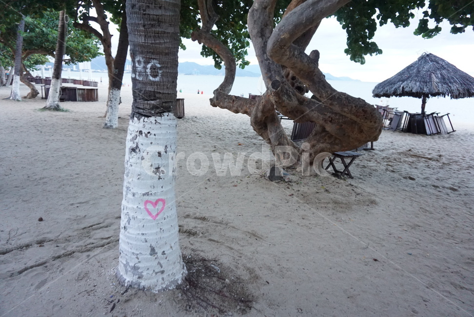 나무,모래사장,바닷가,바다,하트,핑크,sand,tree,heart,beach,편안한,밝은,해변,바다,beach,sea