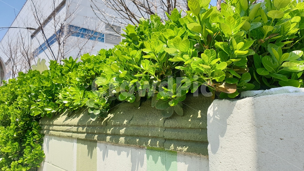 봄,맑음,담벼락,여름,나무,식물,자연,plants,nature