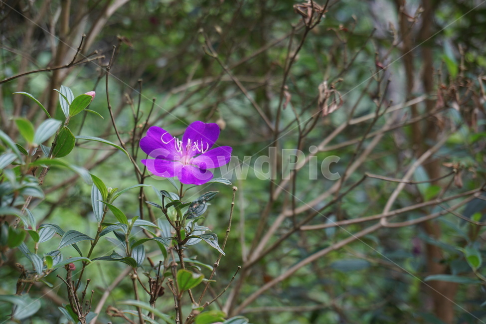 들꽃,꽃,보라색꽃,보라꽃,예쁜꽃,꽃한송이,flower,식물,blossom,야생화,쨍한꽃,비비드,vivid,plant