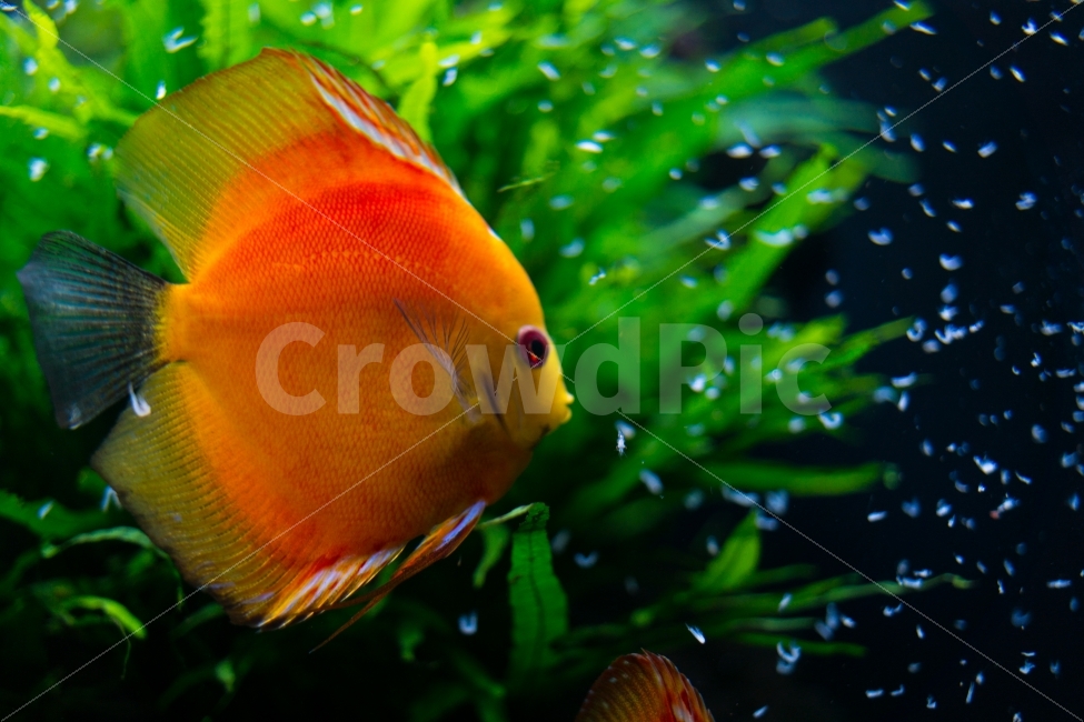 수족관,물고기,여름,바다,시원함,감성,어항,동물,animal,어류,물고기,fish,색깔,색상,색채,색감,color sense,color sensitivity,feeling of color