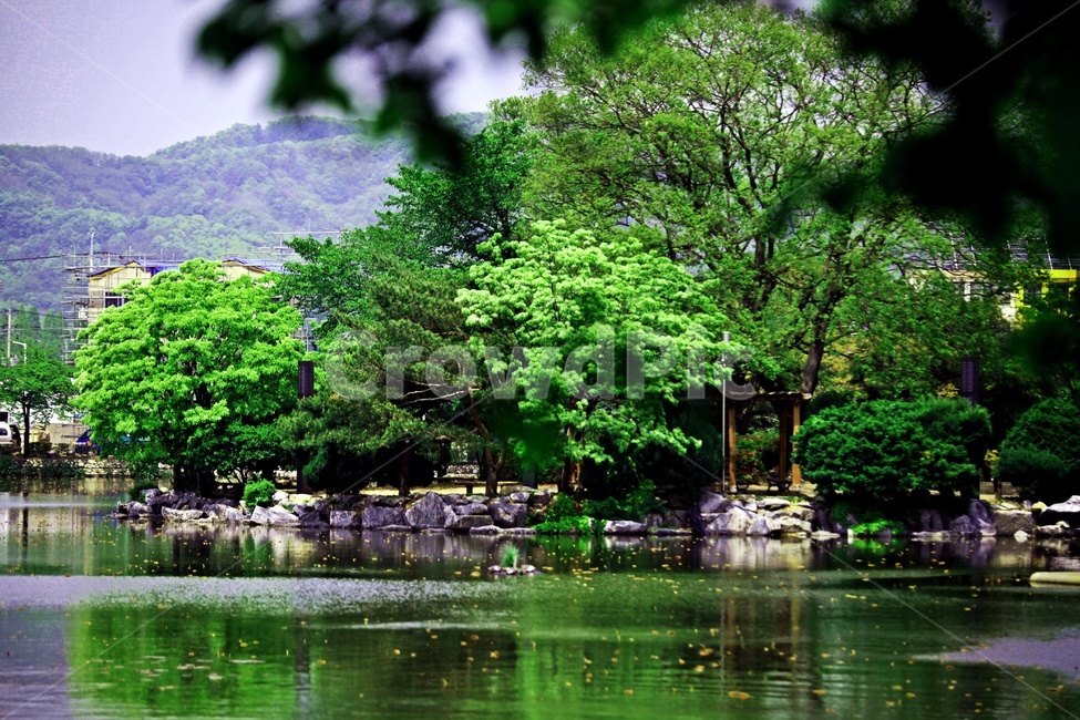 저수지,물,나무,자연,풍경,자연,풍경,nature,landscape