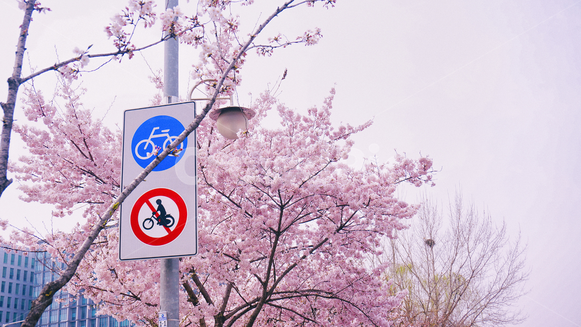 벚꽃,하늘,봄,꽃망울,자연,핑크,가로수,표지판,자전거도로,cherryblossom,sky,spring,nature,pink,sign,봄,계절,spring,season,자연,풍경,nature,landscape,plant,식물,blossom,꽃,flower