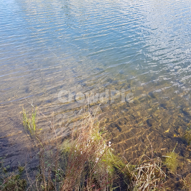 물결,잔잔함,물,자연,wave,자연,풍경,nature,landscape,plant,식물