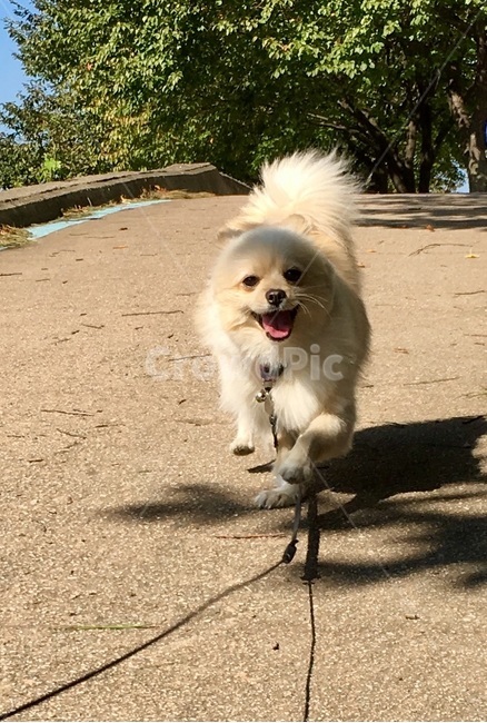 강아지,개,멍멍이,산책,반려견,동물,animal,포유류,mammal,개,강아지,dog,doggy