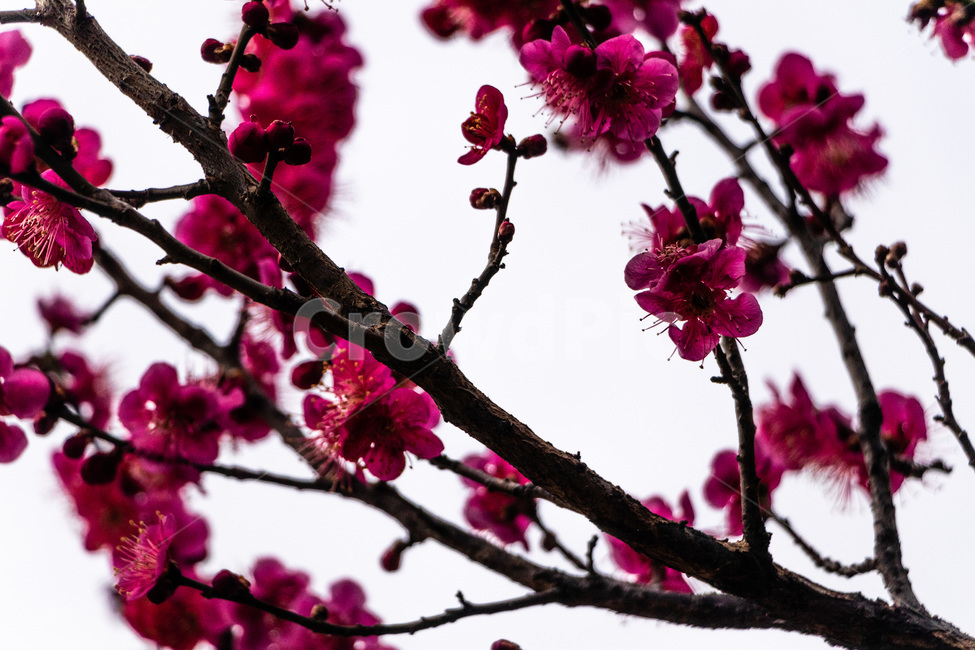 매화,매화꽃,매실꽃,홍매화,적매화,빨간매화,봄,계절,spring,season,식물,자연,plants,nature,꽃,flower,plant,blossom,cherry blossom,벚꽃