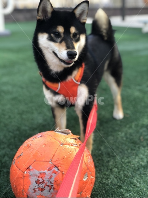 시바견,시바이누,블랙탄,흑시바,애완동물,pet,dog,반려견