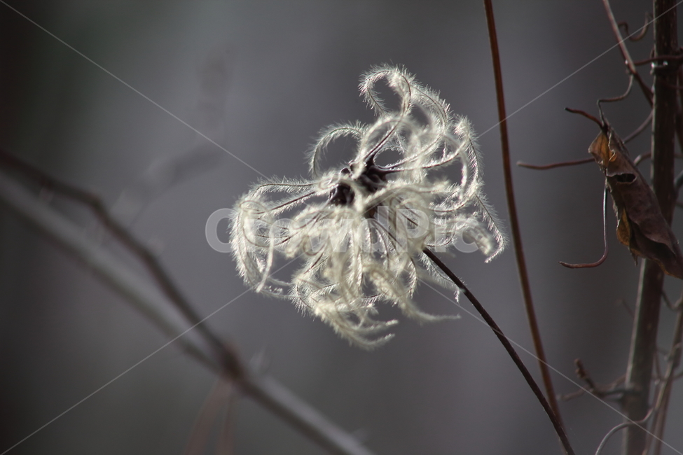큰꽃으아리,으아리,종자,번식,bigflowerclematis,식물,자연,plants,nature