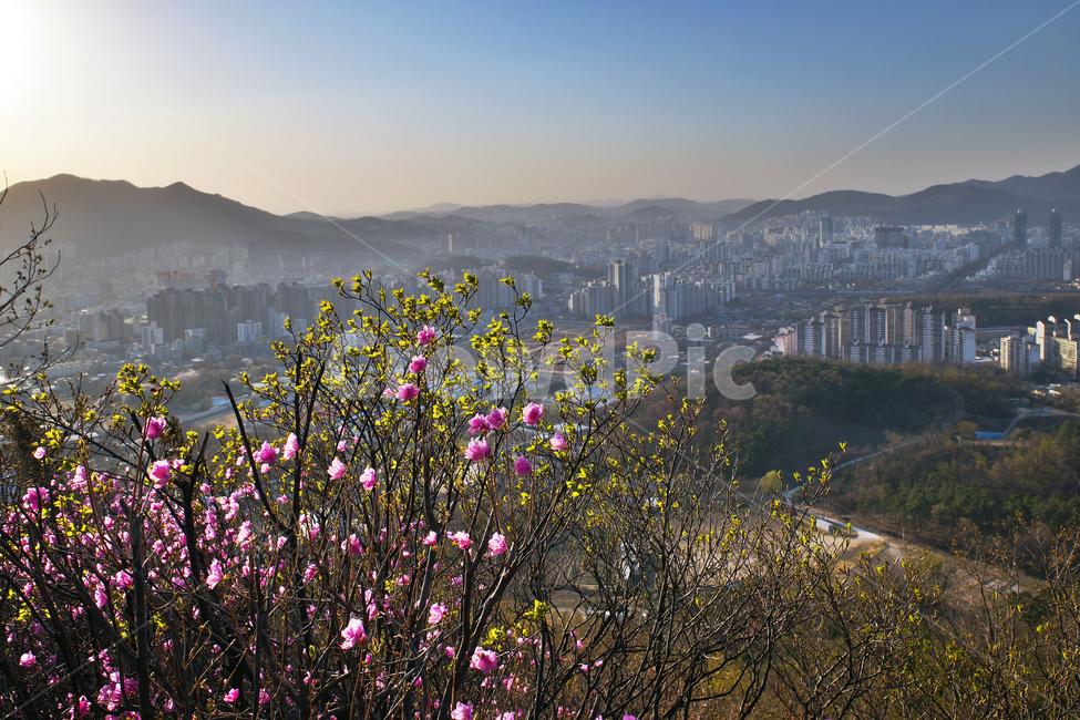 모락산,경기도,의왕시,안양시,도심풍경,도시,건물,평촌,진달래