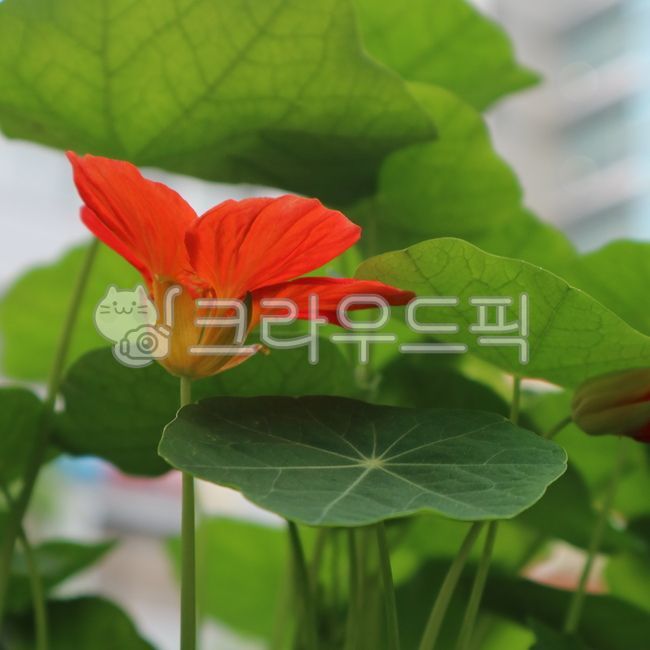 한련화,주황색꽃,둥근잎,flower,blossom,leaf