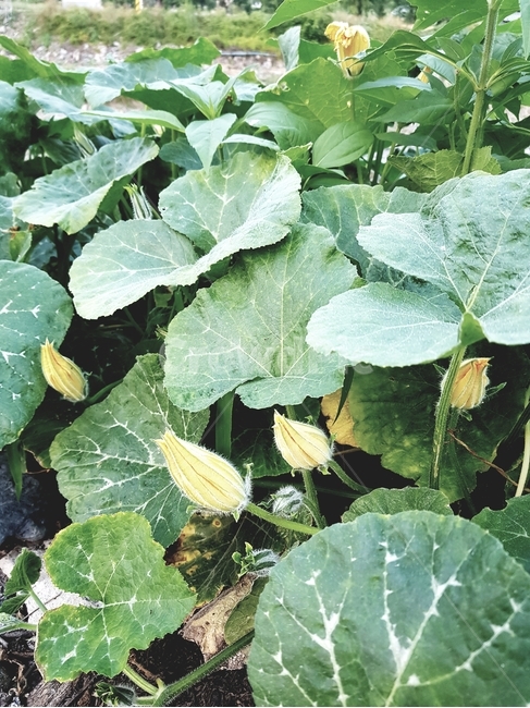 호박,호박꽃,노랑꽃,채소,야채,꽃