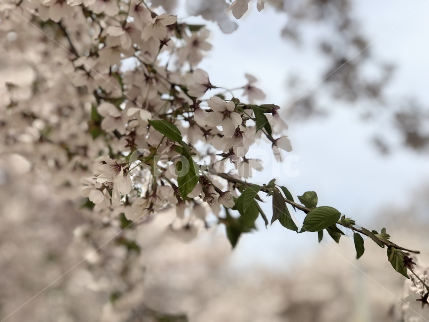 벚꽃,꽃,봄,flower,cherryblossom,spring,계절