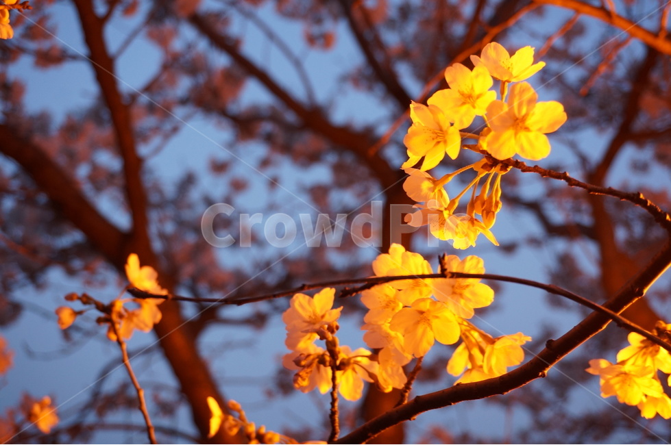 벚꽃,벚꽃나무,봄꽃,저녁벚꽃,가로등벚꽃,벚나무,봄,계절,spring,season,식물,자연,plants,nature,꽃,flower,plant,leaf,잎,tree,나무