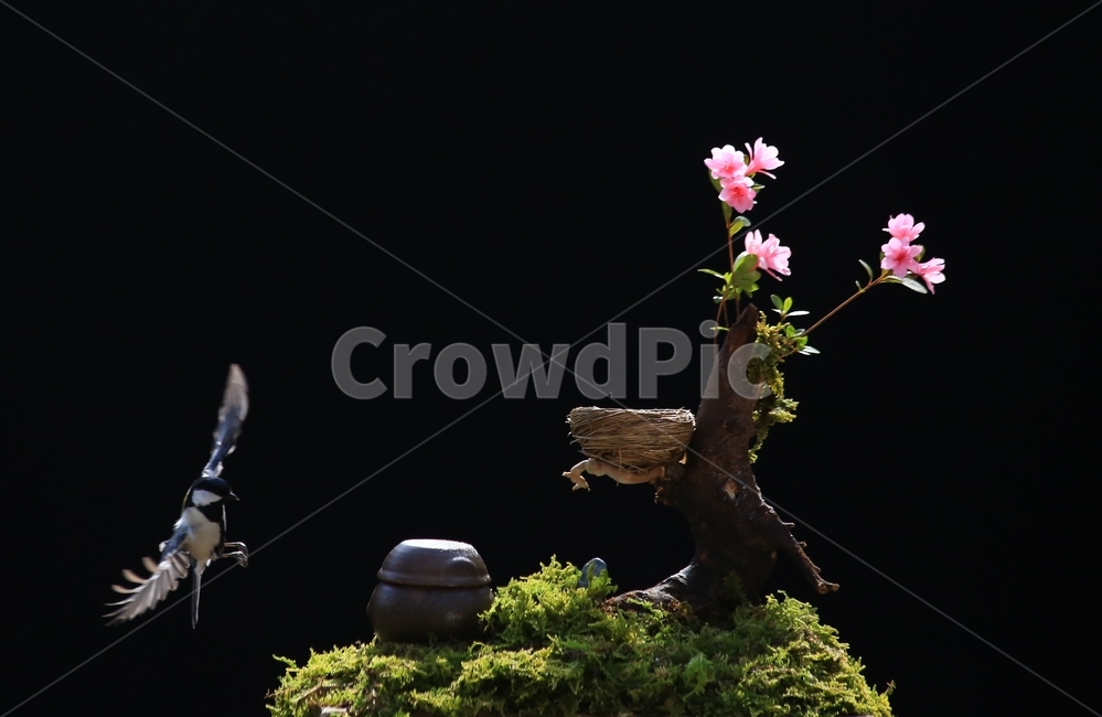 plant,식물,animal,동물,bird,새,새집,동박새,이끼,항아리,철쭉,철쭉꽃,식물,자연,plants,nature,꽃,flower,동물,animal,조류,새,birds