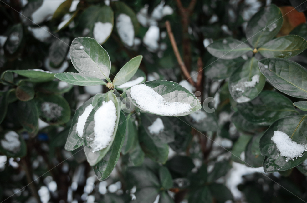 겨울,winter,눈,첫눈,snow,낙엽,나뭇잎,나무,얼음,ice,frozen,겨울,계절,winter,season