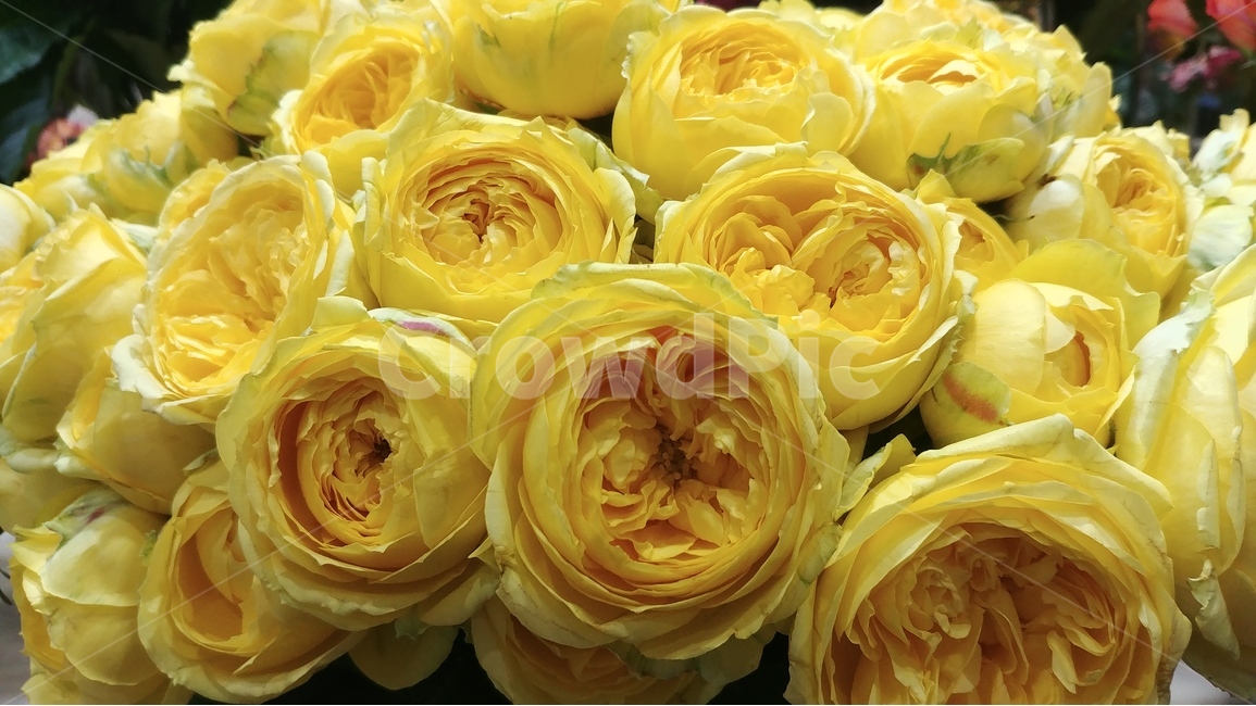꽃,flower,rose,장미,장미꽃,샘페인핑크,여름,여름꽃,6월의꽃,6월,핑크,pink,flowers,식물,plants,식물,자연,plants,nature,꽃,flower
