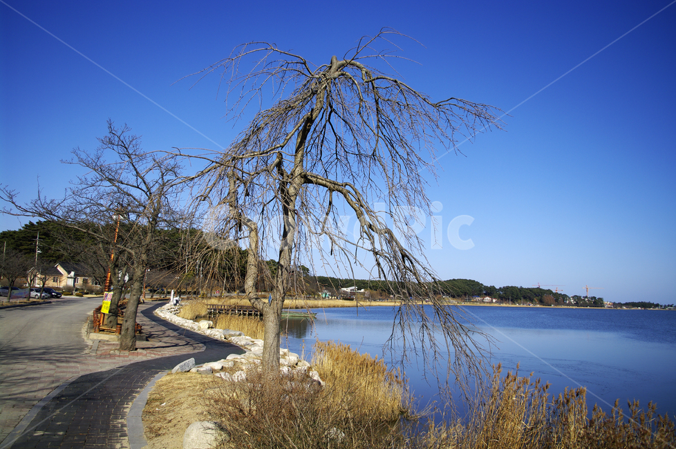 호수,나무,식물,plant,겨울,겨울,계절,winter,season,자연,풍경,nature,landscape,한국자연풍경,한국자연경관,korea nature landscape,tree