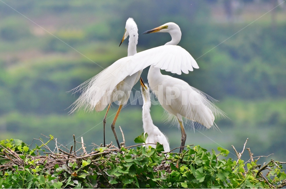 전북,임실,백로,백로부부,백로부부사랑,백로육추,bird,waterfowl,물새,stork,황새,동물,animal,조류,새,birds
