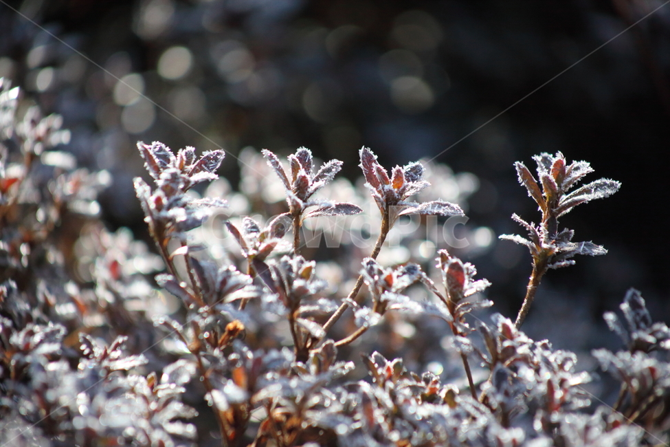 nature,자연,나무,서리,frost,겨울