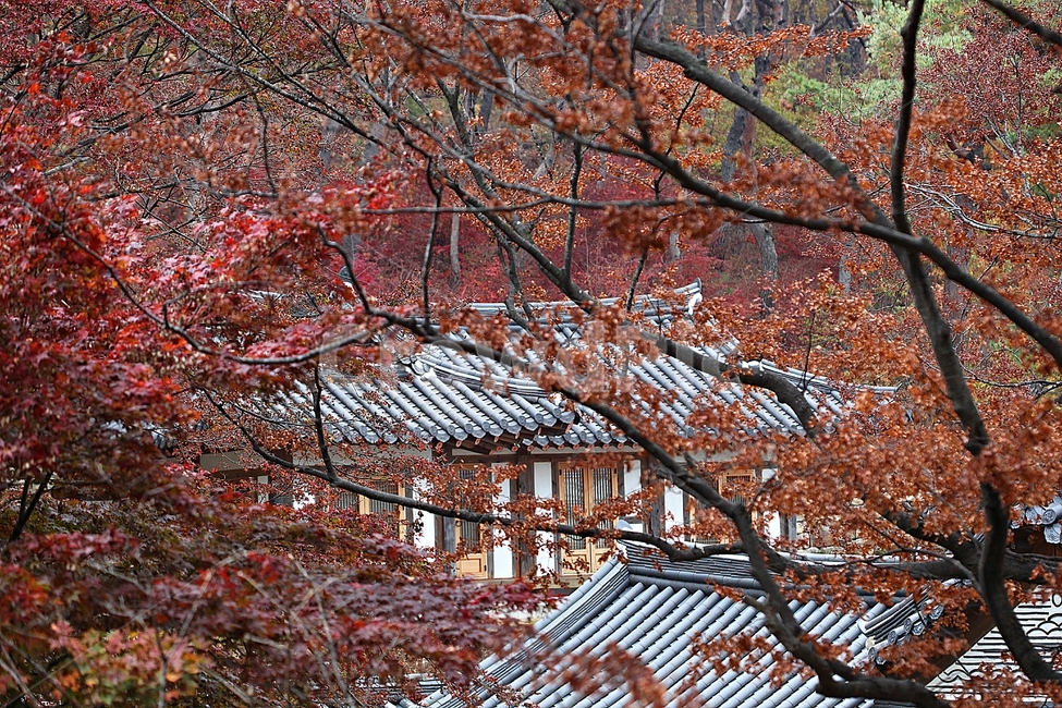 한옥,한옥집,전통집,집,기와집,자연,단풍,낙엽,풍경,식물,가을,엣날집,건물,건축물,가을,계절,fall,autumn,season,한국전통,한국문화,korean traditional,korean culture
