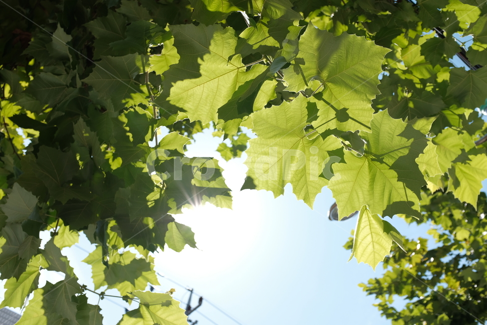 하늘,나무,나뭇잎,잎,연두,초록,여름,계절,summer,season,자연,풍경,nature,landscape,plant,식물,leaf