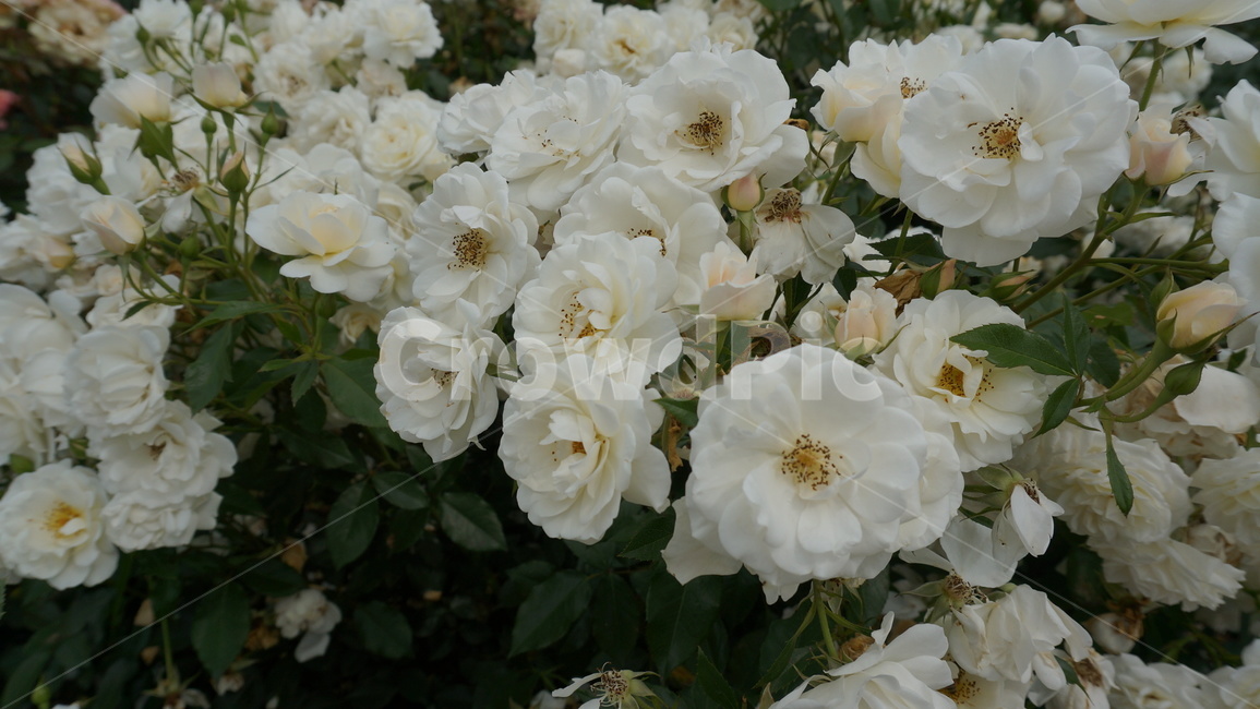 꽃,자연,식물,꽃축제,예쁜꽃,식물,자연,plants,nature,꽃,flower