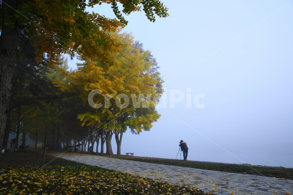 열중,사진가,단풍,풍경,낙옆,가을,계절,fall,autumn,season,사람,인물,인간,human,person,남성,남자,man,male,사진작가,포토그래퍼,photographer,tree,나무,plant,식물,tree trunk,나무 줄기